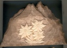 Montagne avec edelweiss