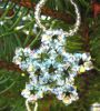 Crystal hanging Star