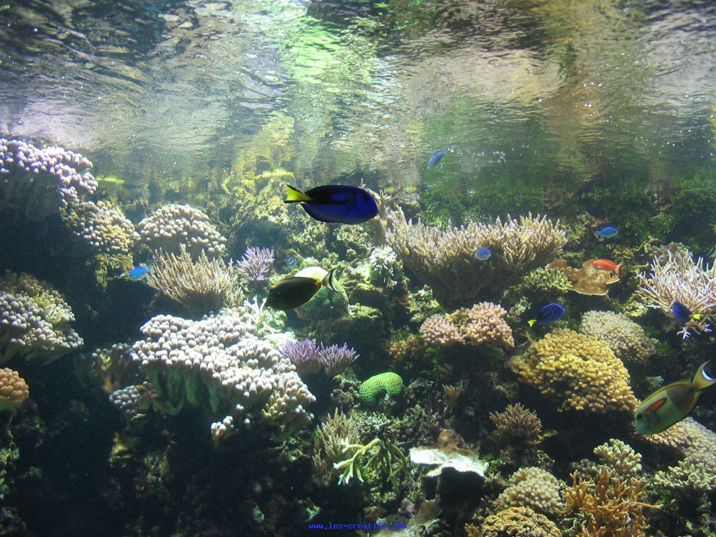   ecranveille poissons ecranveille aquarium aquarium fond d ecran fonds