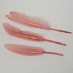 3 Plumes 15 cm N°01 Rose