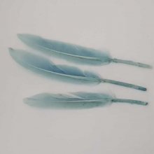 3 Plumes 15 cm N°01 Bleu