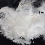 Plumes de marabout coloris blanc lot de 50