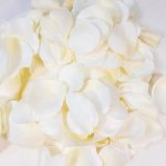 Pétales de rose tissu coloris blanc et jaune.