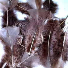 Plumes pour déco, costumes, activités manuelles..
