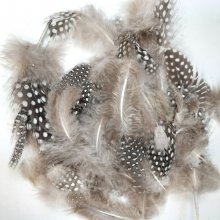 Plumes de pintade pour activités manuelles, déco, bijoux...