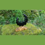 'Black moon' sculpture en mélèze avec son socle en loupe de peuplier