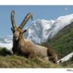 Carte postale le bouquetin Capra Ibex en vanoise