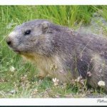 Carte postale la marmotte marmota marmota, Parc National de la Vanoise, Savoie