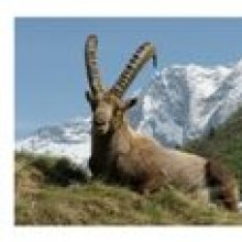 Carte postale le bouquetin Capra Ibex en vanoise