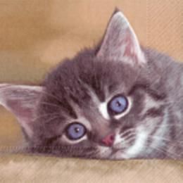 Serviette papier chat dormeur
