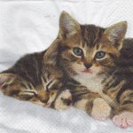 Serviette papier 2 petits chatons 33 cm X 33 cm 3 plis
