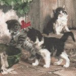 Serviette papier 3 chatons 33cm X 33 cm 3 plis