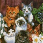Serviette papier 6 chats 33cm X 33 cm 2 plis