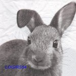 Serviette papier lapin gris- 33 cm x 33 cm