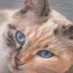 Serviette papier chat brun 33 cm X 33 cm 3 plis