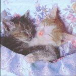 Serviette papier 2 chatons dormeur 33cm X 33 cm 3 plis