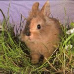 Serviette papier lapin et herbe verte 33 cm X 33 cm 3 plis