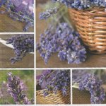 Serviette papier Lavendin et Provence 33 cm X 33 cm 3 plis