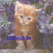 Serviette papier chaton brun au milieu des fleurs