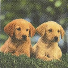 Serviette papier 2 petits chiots 33 cm X 33 cm 3 plis