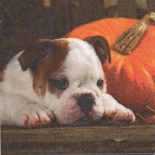 Serviette papier chien et Automne 33 cm X 33 cm 3 plis