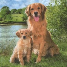 Serviette papier chien Golden Retriever 33 cm X 33 cm 3 plis