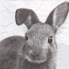 Serviette papier lapin gris 33 cm X 33 cm 