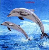 2 dauphins